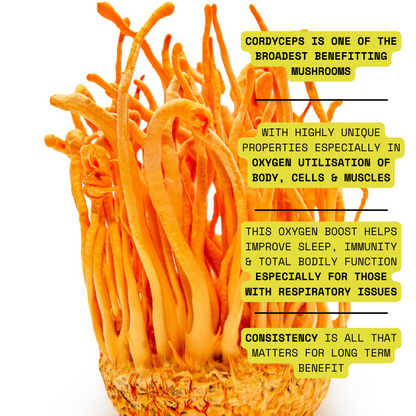 🪸 Pure Cordyceps Mushroom Supplement Extract: Organs, Immunity, Energy, Performance, Recovery & Stamina 🫁 60x 1000mg Servings