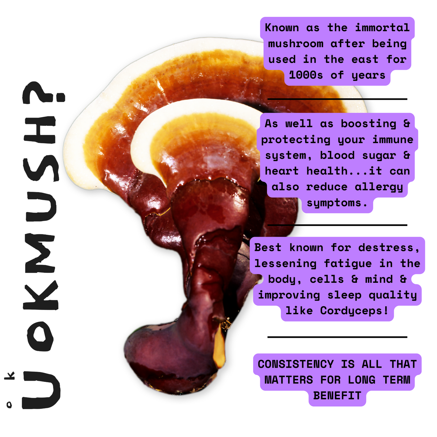 🍄‍🟫 Reishi Mushroom Liquid Extract Alcohol Free: Immunity, Gut Bacteria, Anti-viral, Protection & Destress 🛡️ 60x 1000mg Servings